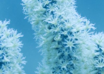 Soft corals